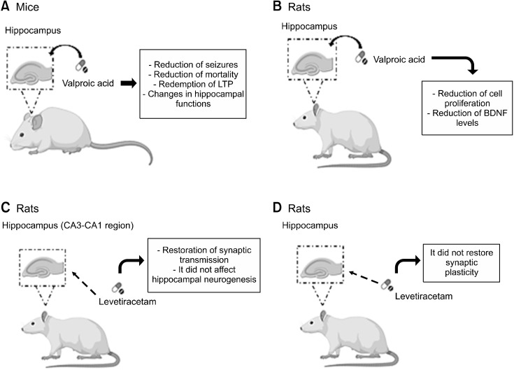 Brain Neuroplasticity after Treatment with Antiseizure: A Review.