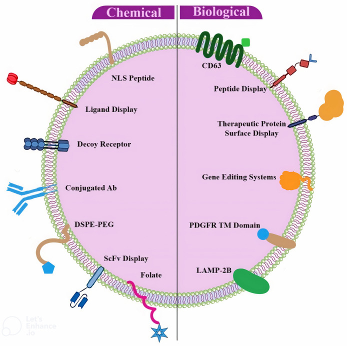 Engineered small extracellular vesicles as a novel platform to suppress human oncovirus-associated cancers.