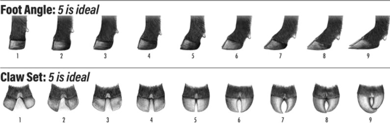 Across-country genetic and genomic analyses of foot score traits in American and Australian Angus cattle.