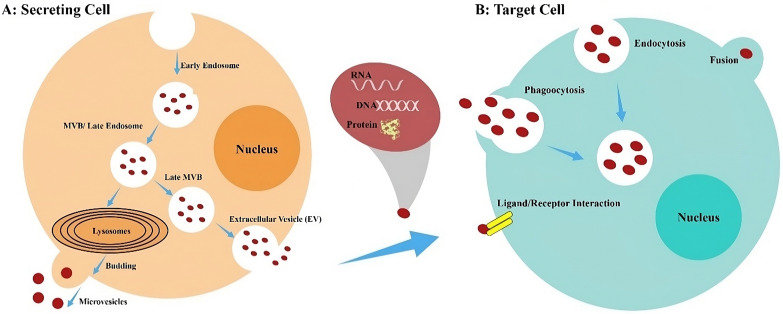 Engineered small extracellular vesicles as a novel platform to suppress human oncovirus-associated cancers.