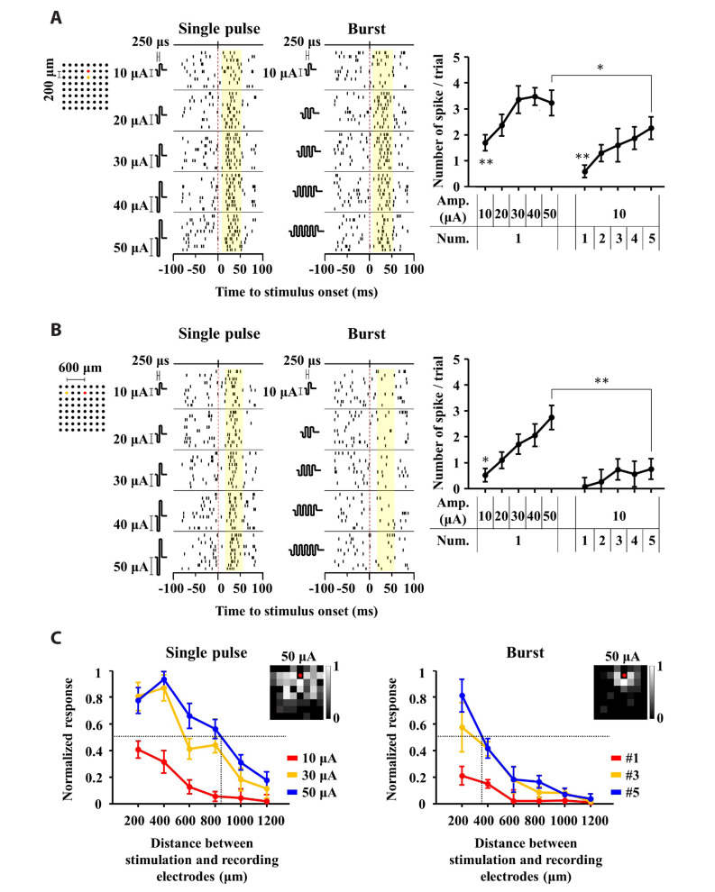 Multiple consecutive-biphasic pulse stimulation improves spatially localized firing of retinal ganglion cells in the degenerate retina.