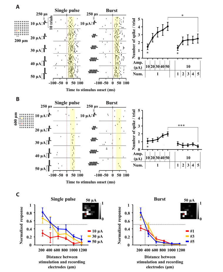 Multiple consecutive-biphasic pulse stimulation improves spatially localized firing of retinal ganglion cells in the degenerate retina.