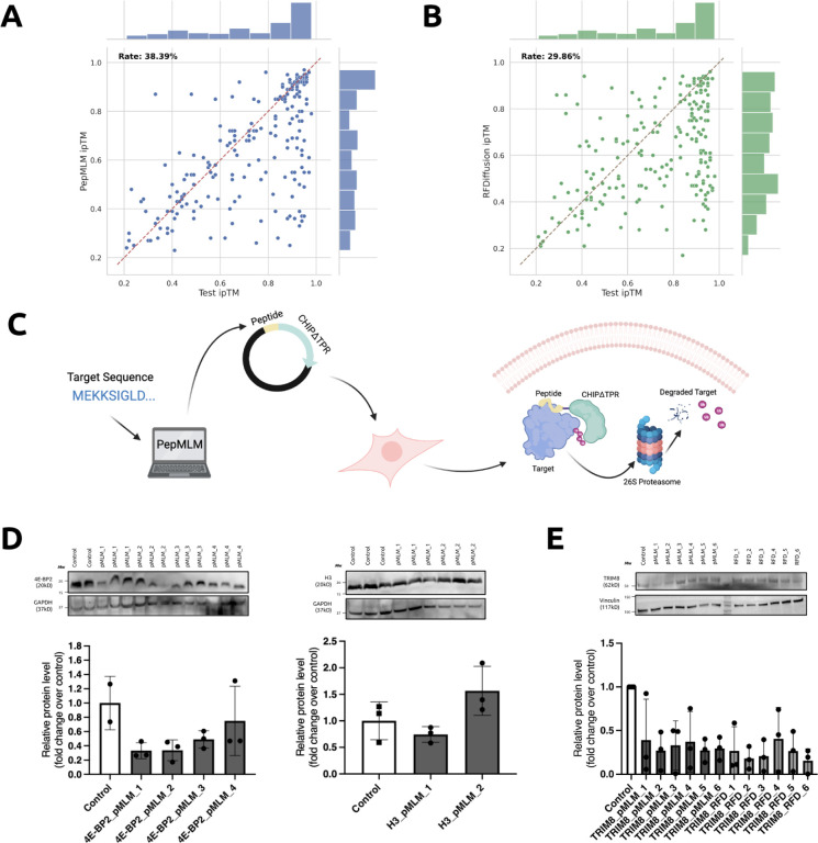 PepMLM: Target Sequence-Conditioned Generation of Therapeutic Peptide Binders via Span Masked Language Modeling.