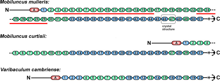 Domain structure and cross-linking in a giant adhesin from the Mobiluncus mulieris bacterium.