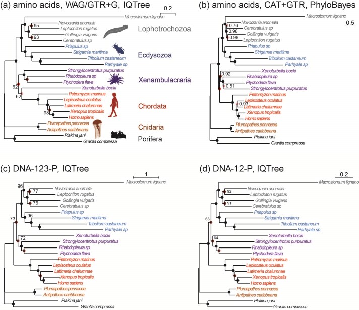 DNA Sequences Are as Useful as Protein Sequences for Inferring Deep Phylogenies.