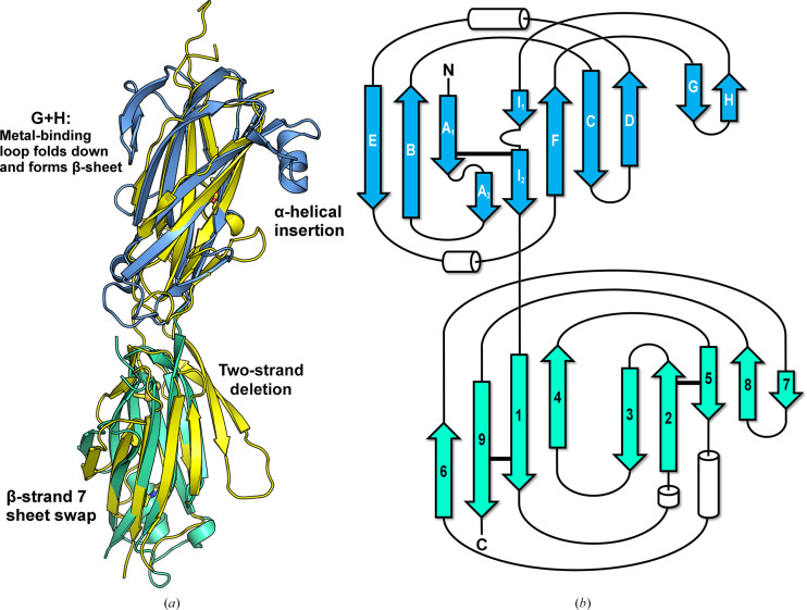 Domain structure and cross-linking in a giant adhesin from the Mobiluncus mulieris bacterium.