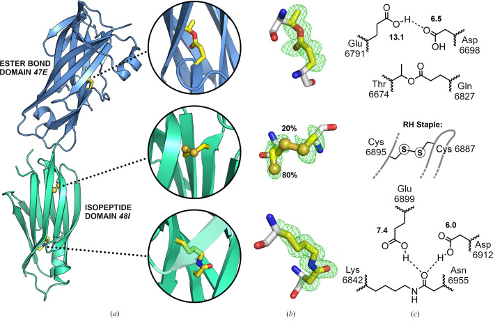 Domain structure and cross-linking in a giant adhesin from the Mobiluncus mulieris bacterium.