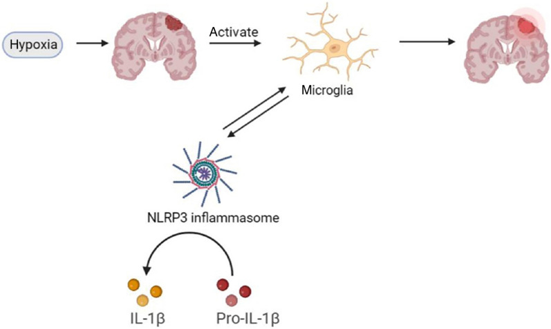 NLRP3 inflammasome in cognitive impairment and pharmacological properties of its inhibitors.