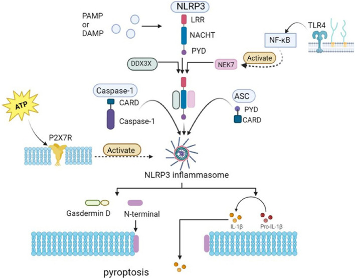 NLRP3 inflammasome in cognitive impairment and pharmacological properties of its inhibitors.