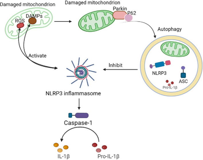 NLRP3 inflammasome in cognitive impairment and pharmacological properties of its inhibitors.