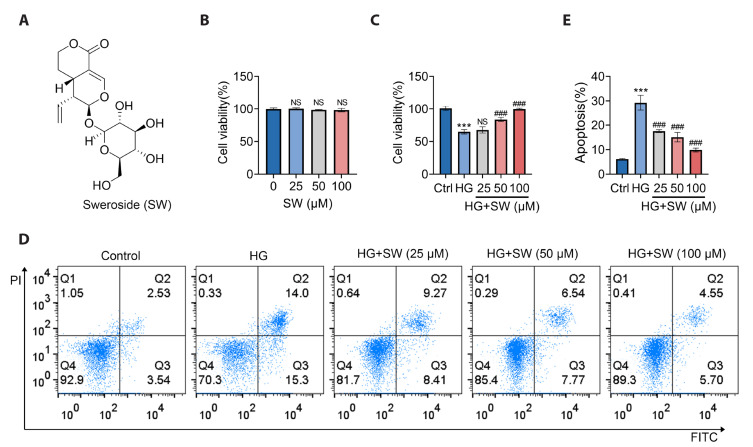 Sweroside plays a role in mitigating high glucose-induced damage in human renal tubular epithelial HK-2 cells by regulating the SIRT1/NF-κB signaling pathway.