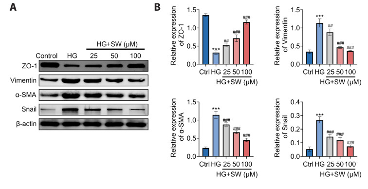 Sweroside plays a role in mitigating high glucose-induced damage in human renal tubular epithelial HK-2 cells by regulating the SIRT1/NF-κB signaling pathway.