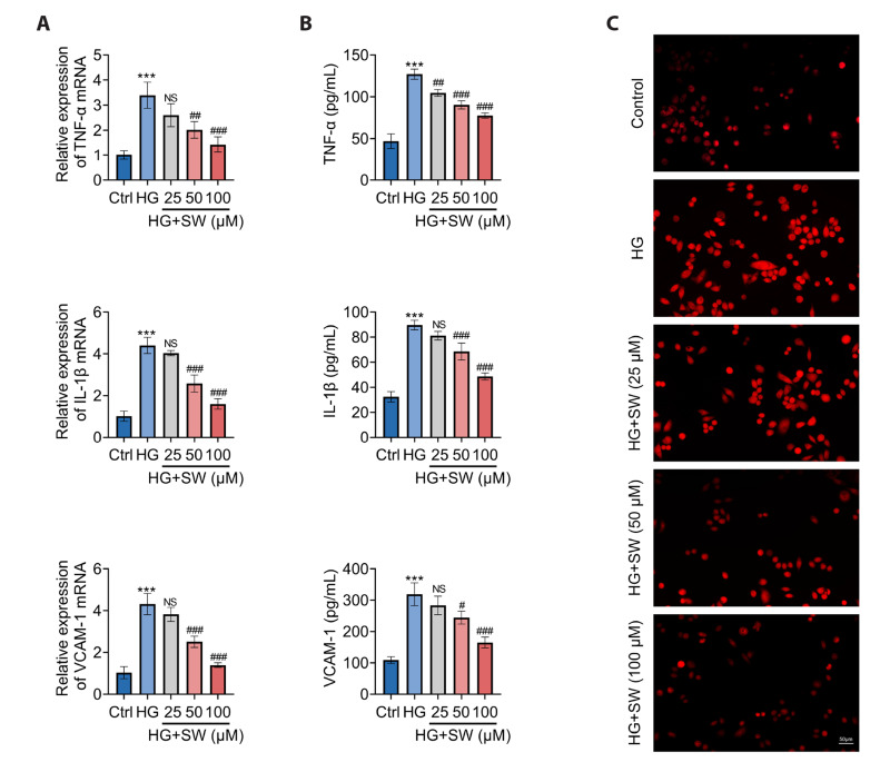 Sweroside plays a role in mitigating high glucose-induced damage in human renal tubular epithelial HK-2 cells by regulating the SIRT1/NF-κB signaling pathway.