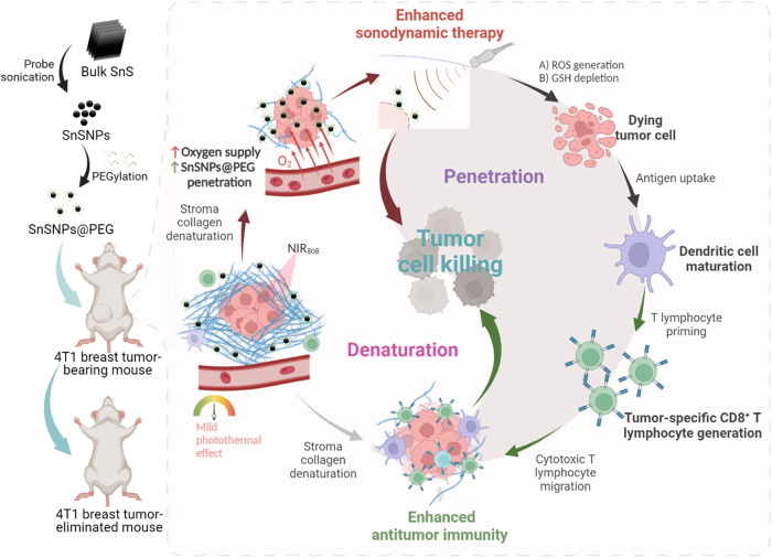 Nanosensitizer-mediated augmentation of sonodynamic therapy efficacy and antitumor immunity.