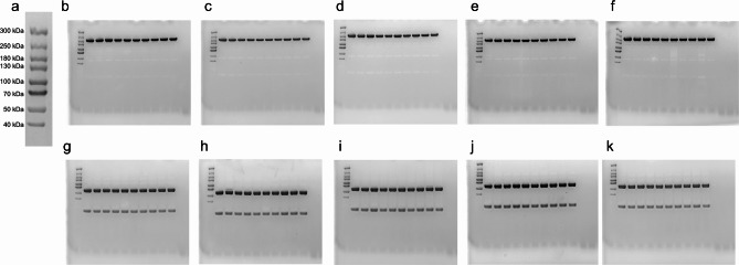 Pharmaceutical compounding and storage of faricimab in a syringe for intravitreal injection do not impair stability and bi-specific binding properties.