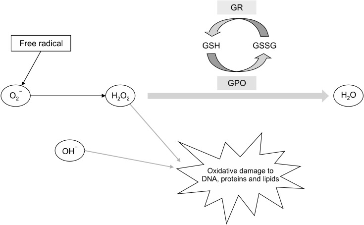 A Preliminary Study on the Potential Protective Role of the Antioxidative Stress Markers of Cognitive Impairment: Glutathione and Glutathione Reductase.