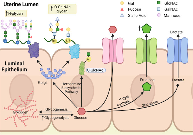 Endometrial Glucose Metabolism During Early Pregnancy.