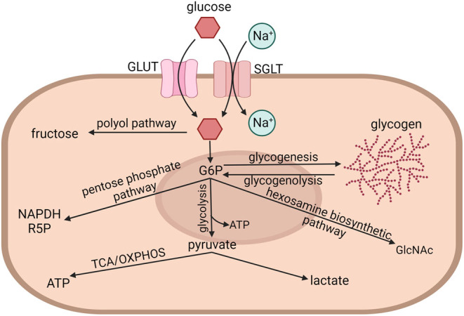 Endometrial Glucose Metabolism During Early Pregnancy.