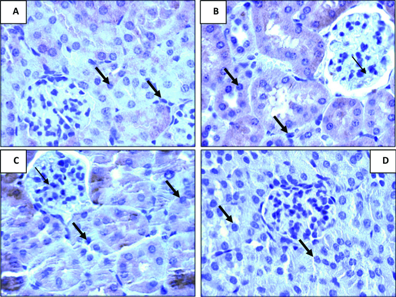 Shikimic acid recovers diarrhea and its complications in SD rats fed lactose diet to induce diarrhea.