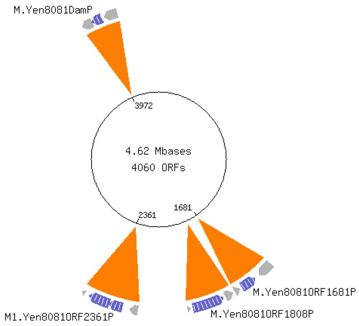 Comparison of <i>Yersinia enterocolitica</i> DNA Methylation at Ambient and Host Temperatures.