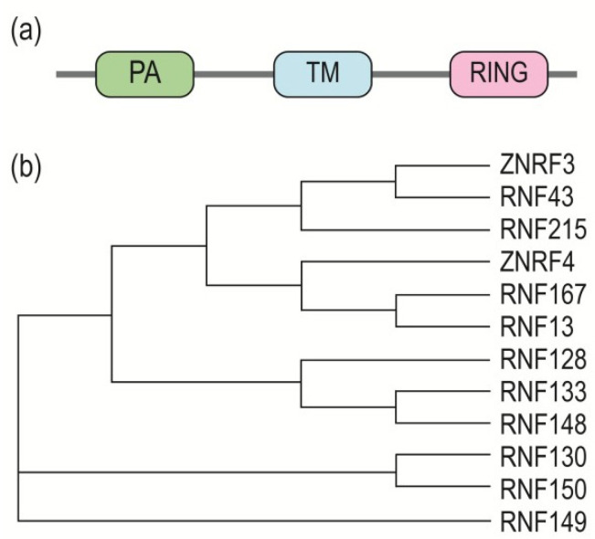 RNF43 and ZNRF3 in Wnt Signaling - A Master Regulator at the Membrane.
