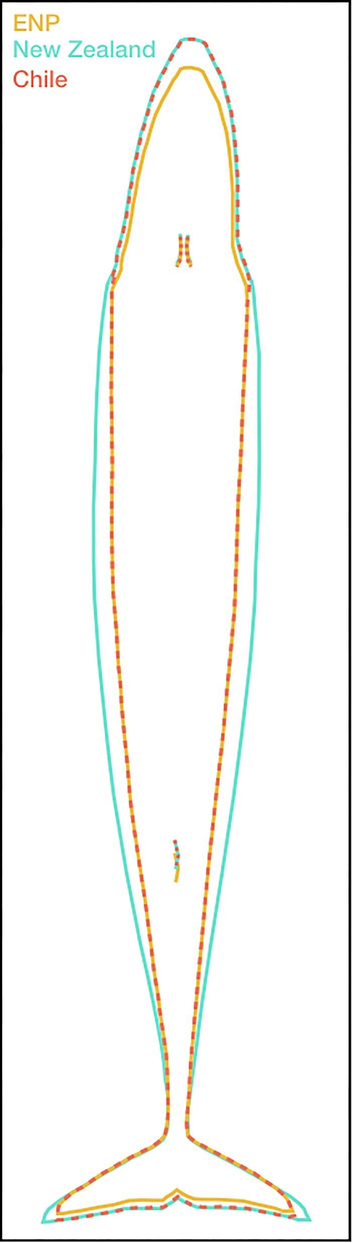 Shaped by Their Environment: Variation in Blue Whale Morphology across Three Productive Coastal Ecosystems.