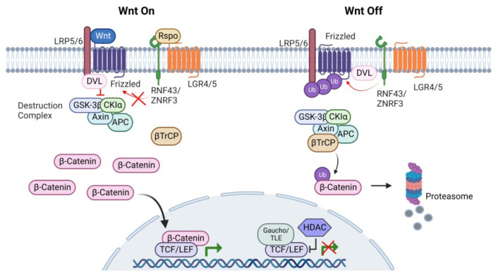 RNF43 and ZNRF3 in Wnt Signaling - A Master Regulator at the Membrane.