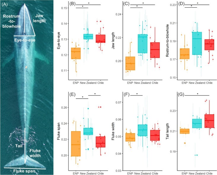 Shaped by Their Environment: Variation in Blue Whale Morphology across Three Productive Coastal Ecosystems.