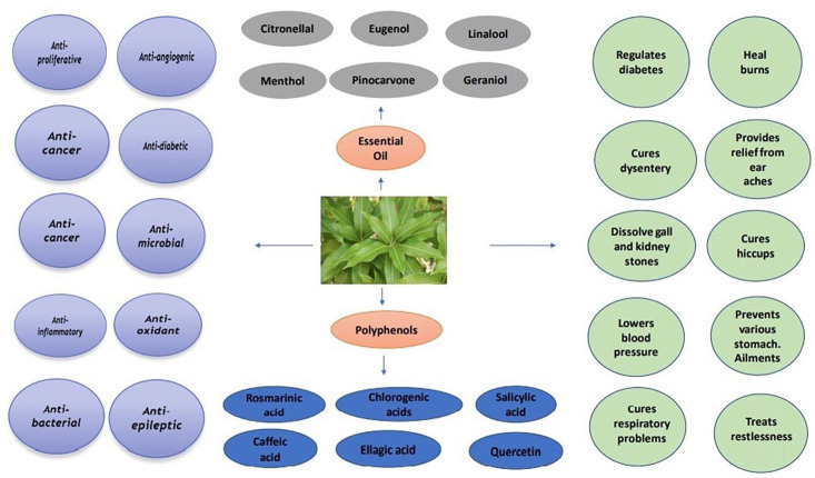 Effect of Mangifera Indica (Mango) on Dental Caries: A Systematic Review.