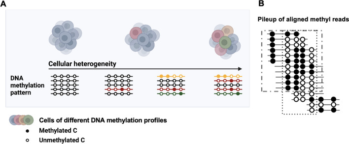 Estimating genome-wide DNA methylation heterogeneity with methylation patterns.