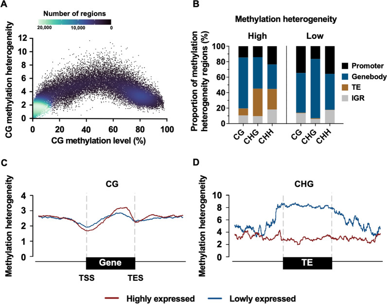 Estimating genome-wide DNA methylation heterogeneity with methylation patterns.