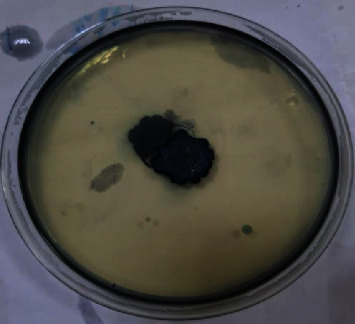 Production of Single-Cell Oil from a Local Isolate <i>Bacillus subtilis</i> Using Palm Fronds.