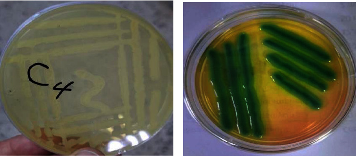 Production of Single-Cell Oil from a Local Isolate <i>Bacillus subtilis</i> Using Palm Fronds.