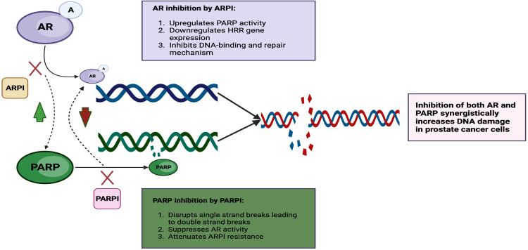 Mechanistic Insights on Localized to Metastatic Prostate Cancer Transition and Therapeutic Opportunities.