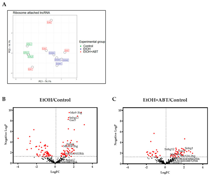 Ethanol- and PARP-Mediated Regulation of Ribosome-Associated Long Non-Coding RNA (lncRNA) in Pyramidal Neurons.