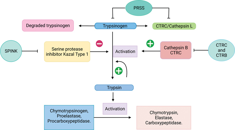 Genetics and Genomics of Chronic Pancreatitis with a Focus on Disease Biology and Molecular Pathogenesis.