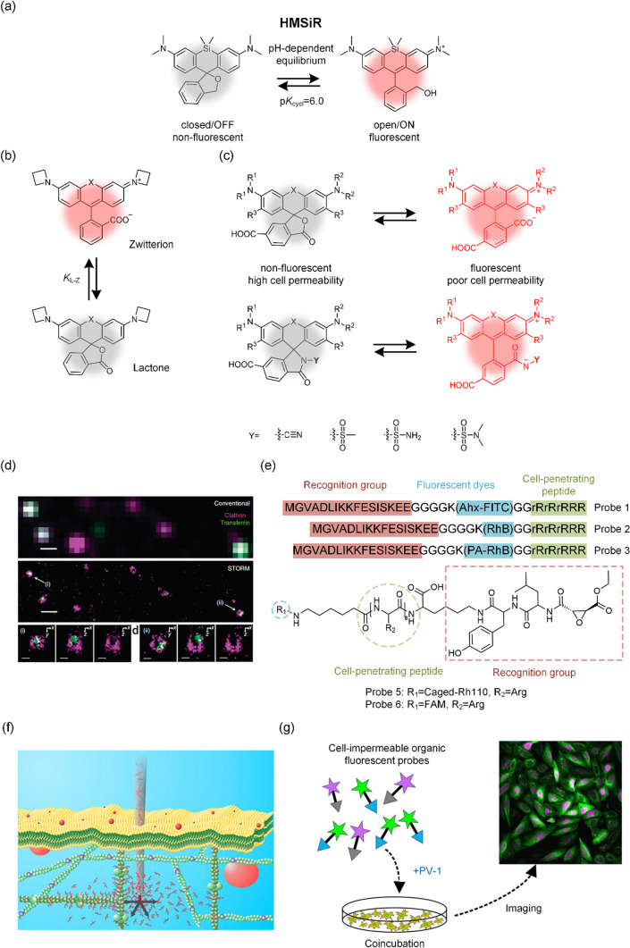 Organic fluorescent probes for live-cell super-resolution imaging.