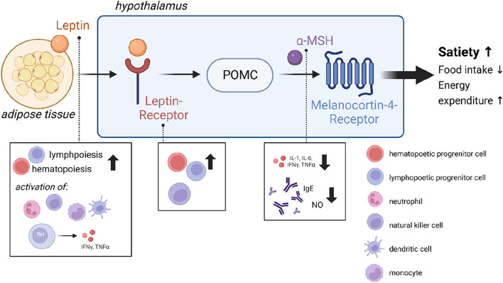 Relevance and consequence of chronic inflammation for obesity development.