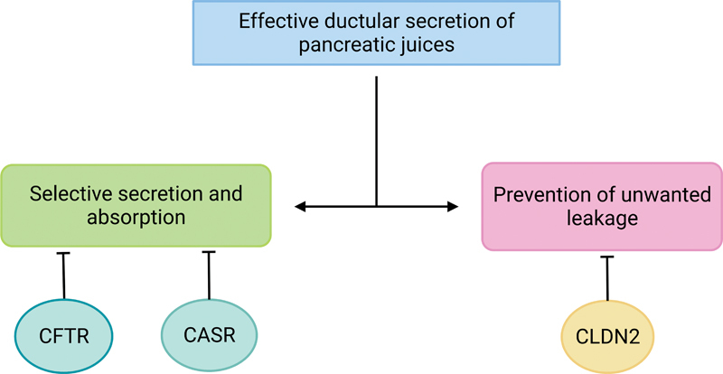 Genetics and Genomics of Chronic Pancreatitis with a Focus on Disease Biology and Molecular Pathogenesis.