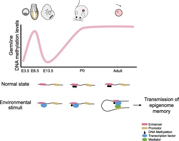 Inheritance of environment-induced phenotypic changes through epigenetic mechanisms.