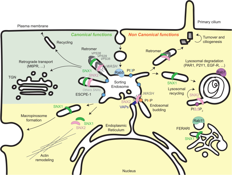 Canonical and Non-Canonical Roles of SNX1 and SNX2 in Endosomal Membrane Dynamics.