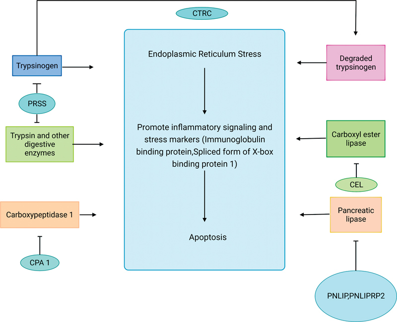 Genetics and Genomics of Chronic Pancreatitis with a Focus on Disease Biology and Molecular Pathogenesis.