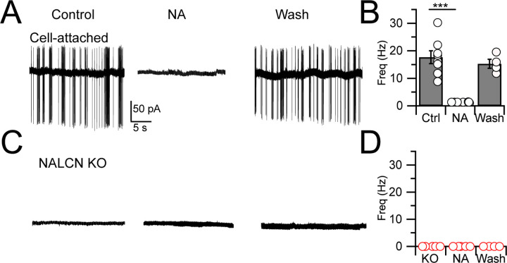 The Na<sup>+</sup> leak channel NALCN controls spontaneous activity and mediates synaptic modulation by α2-adrenergic receptors in auditory neurons.