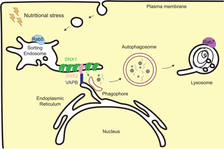 Canonical and Non-Canonical Roles of SNX1 and SNX2 in Endosomal Membrane Dynamics.