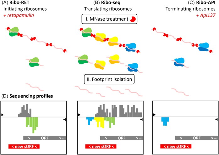 Exposing the small protein load of bacterial life.