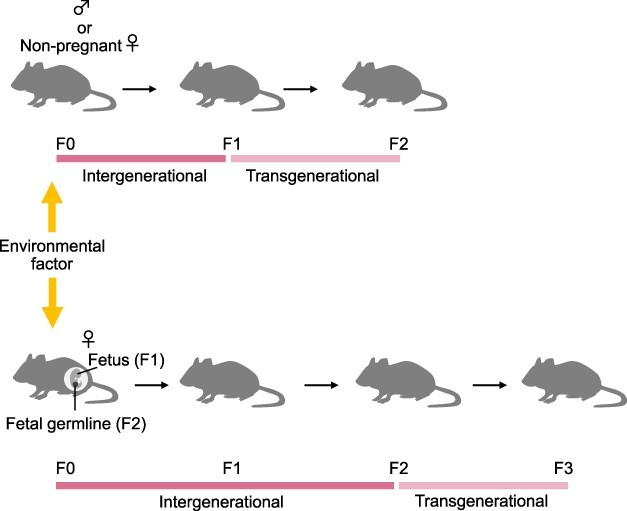 Inheritance of environment-induced phenotypic changes through epigenetic mechanisms.