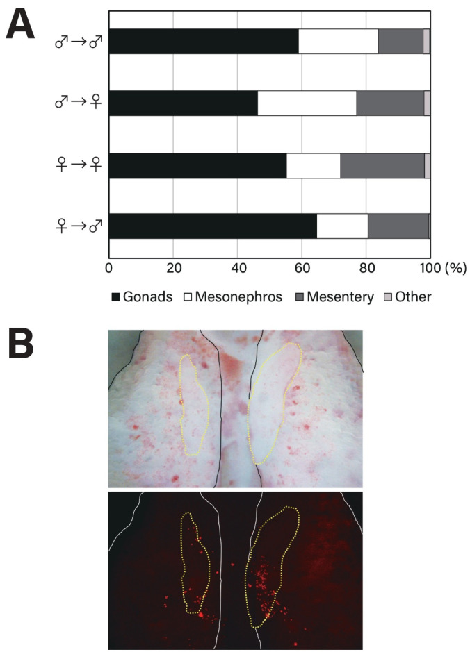 Gonadal Germ Cell Migration and Proliferation after Transfer in Developing Chicken Embryos.