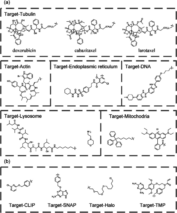 Organic fluorescent probes for live-cell super-resolution imaging.