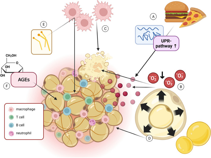 Relevance and consequence of chronic inflammation for obesity development.