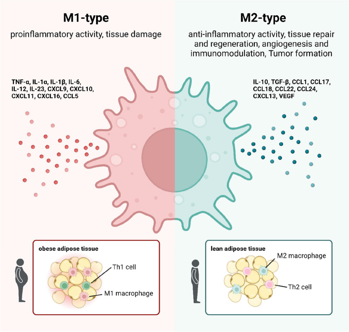 Relevance and consequence of chronic inflammation for obesity development.